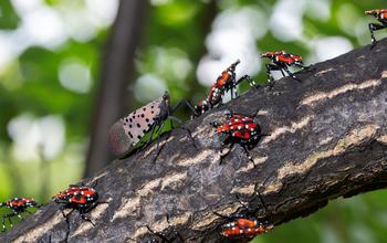 An adult spotted lanternfly with red and white nymph stage spotted lanternflies. Credit: USDA/ARS