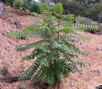 A tree-of-heaven resembles native sumac and hickory trees and is on the UC List of Noxious Weeds. Photo: Alice Cason