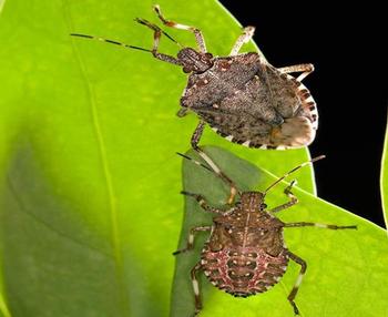 An adult and a nymph (bottom) marmorated stink bug on a leaf of tree-of-heaven. Photo: Steve Ausmus, USDA/ARS
