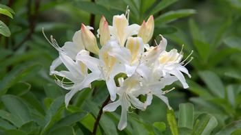 The Western Azalea, Rhododendron occidentale with its distinctive funnel-shaped flowers and prominent stamens. Photo: Eric Hunt