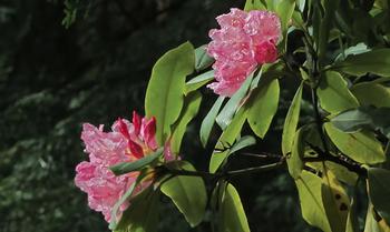 The Pacific Rhododendron, Rhododendron macrophyllum sharing its large clusters of blooms. Photo: John Rusk
