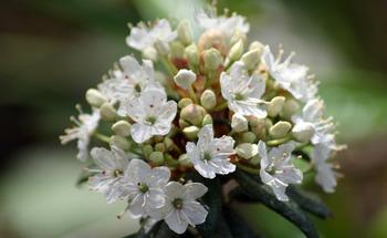 The Western Labrador Tea, Rhododendron columbianum is an old favorite and a recent addition to Marin’s native rhododendron family. Photo: David Hofman