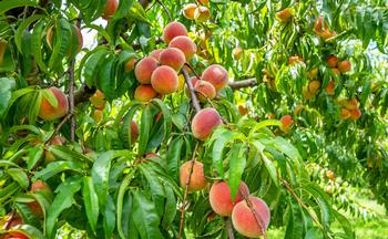 Prune fruit trees to promote air circulation around leaves. Photo: Pexels