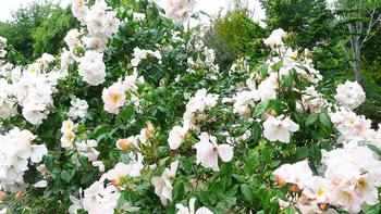Choosing disease-resistant varieties of plants, like this 'Sally Holmes' rose, is an easy way to limit disease in the garden. Photo: Nanette Londeree