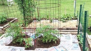 Mulches can prevent soil that may contain disease-causing organisms from splashing onto plants. Photo: Flicker