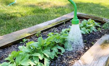 Water in the morning so that foliage can dry out during the day to reduce the chance of  infection. Photo: Flicker