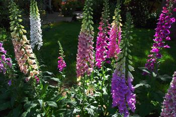 Foxglove (Digitalis) is a beautiful flowering plant that is used to create a common heart medication (Digoxin). Photo: David Prasad, Flickr