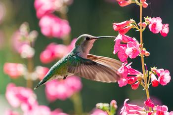 Plants provide food and shelter for wildlife, including birds, insects, and mammals. Photo: Matthew Gilford, Flickr