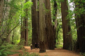 Large evergreen redwood trees are excellent for sequestering carbon, and improving air quality, and providing a sense of place. Photo: Creative Common
