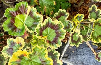 The color variation on the leaves of variegated plants like this Pelargonium Mrs. Pollack is caused by a deficiency of chlorophyll. James Campbell