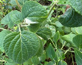 Sometimes, stress from viruses or other factors can cause variegation as shown here on this salvia limelight. Photo: James Campbell