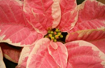 Poinsettias are prized for the variety of variegations they display. Photo: Creative Commons