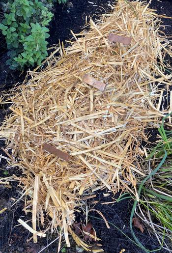 Straw covering tender plants. Photo: Jill Heiman Williams