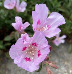 Mountain Garland is the tallest of Clarkias and, with its arching stem, makes a long-lasting, striking cut flower.