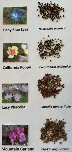 A pleasing mix of four beautiful California wildflowers. These seeds require no treatment before planting.
