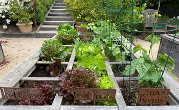 The results of amending the soil in January can be seen in the summer when the vegetables planted in March and April thrive in the summer months.