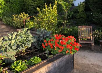 The results of amending the soil in January can be seen in the summer when the vegetables planted in March and April thrive in the summer months.