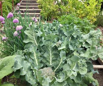 Broccoli and chives thrive in their amended soil.