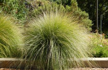 Deergrass, Muhlenbergia rigens, is a great alternative to Mexican feathergrass. Photo: Matt Lavin