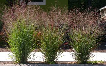 Switchgrass, Panicum virgatum, a North American native, is well-behaved and offers gorgeous fall color. Photo: Matt Lavin