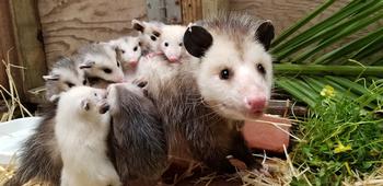 Opossums are one of nature’s best clean-up crews and great parents too!  Photo: WildCare