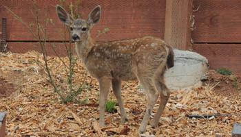 Deer are vegetarians, so they will dine on your foliage, but the young are very engaging. Photo: Diane Lynch
