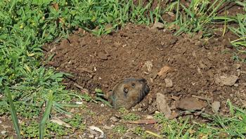 Gopher looking out from its burrow; note characteristic soil pattern to identify gopher activity. Photo: Diane Lynch