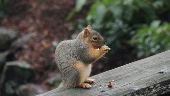 This squirrel is my dog’s nemesis, but one of their virtues in acorn disbursement, aka known as planting oaks. Photo: Diane Lynch