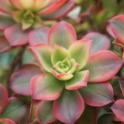 Aeonium