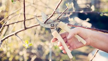 Prunning fruit tree