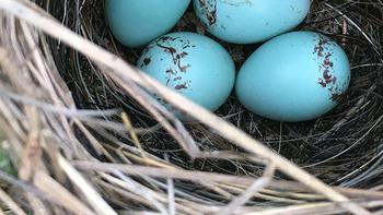 Nesting_Unsplash