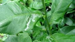 citrusLeafMiner Cropped(1)