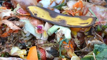 Placing banana peels directly into soil can create problems. Add them to your compost pile instead. Photo: pickpik