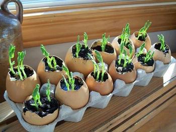 To add calcium, eggshells must be ground into a powder & put into an acidic solution. Otherwise, the calcium stays intact & eggshells don't break down