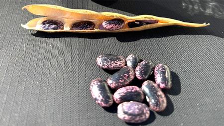 seeds1