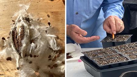 Propagating showy milkweed. Photo: Alice Cason